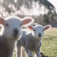 Easter at the Museum - Museum of Farnham