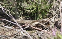 FULLY BOOKED - Nightjar and Moth Night at Castle Bottom - yateley