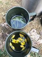 Junior Rangers Deadwater Valley Local Nature Reserve- Bordon