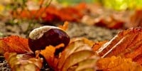 Wellesley Woodlands Family Half Term Nature Hunt - Alderhot