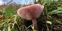 Wellesley Woodlands Family Fungi Walk - Aldershot