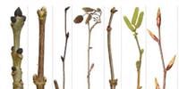 Wellesley Woodlands Winter Tree ID Guided Walk - Aldershot