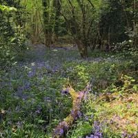 Rowhill Easter egg hunt