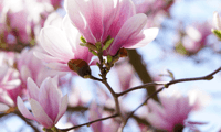 Spring flower Saturdays at the Allen Gallery - Alton