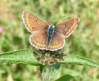 Wellesley Woodlands butterfly walk for adults - Aldershot