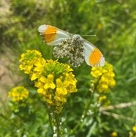 Family butterfly walk Wellesley Woodlands- Aldershot
