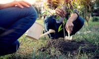 Project Thrive! This FREE gardening and creativity projectat the Allen Gallery - Alton