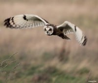 Basingstoke Wildlife Watch – Owls on the Farm - Basingstoke
