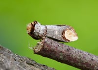 Alton Natural History Society Talk - Mysteries of Bird Migration - Alton