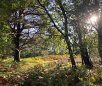  International Days of Forests  pop-up - Bramshill Common