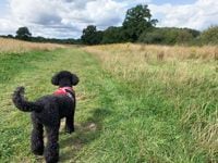 Heathland Hounds: Ash Green Meadows