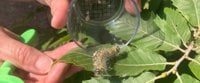 Creepy Crawley Bug hunt at Alice Holt - Farnham