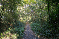 Thorn & Heather Heath Walk | Wellesley Woodlands - Family event in Claycart Car Park