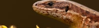 Reptiles of Surrey- Godalming