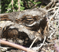 Nightjar Walk | Yateley