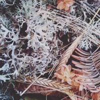 Festival of Autumn
