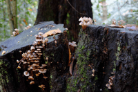 FUNGUS FORAY at Rowhill Nature Reserve -Aldershot
