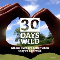 30 days Wild Challenge - FREE 30 days Wild Challenge - FREE