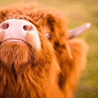 Cholderton Charlies farm - Family venue in Beacon House, Amesbury Rd, Cholderton, Salisbury SP4 0EW Cholderton Charlies farm